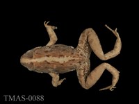 藏品(澤蛙)的圖片